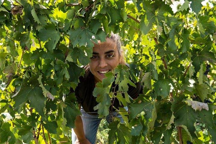 Arianna Occhipinti denuncia la situazione di far west delle campagne iblee - Ragusa Oggi