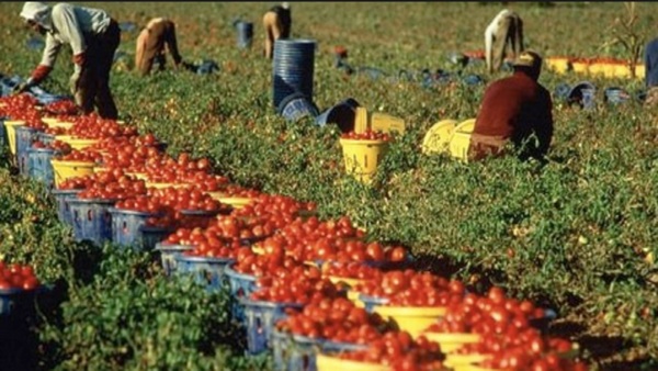 La storia delle braccianti rumene sfruttate a Vittoria diventa testo teatrale