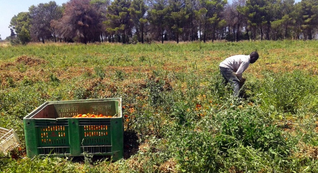 La truffa milionaria dell'agricoltura fantasma