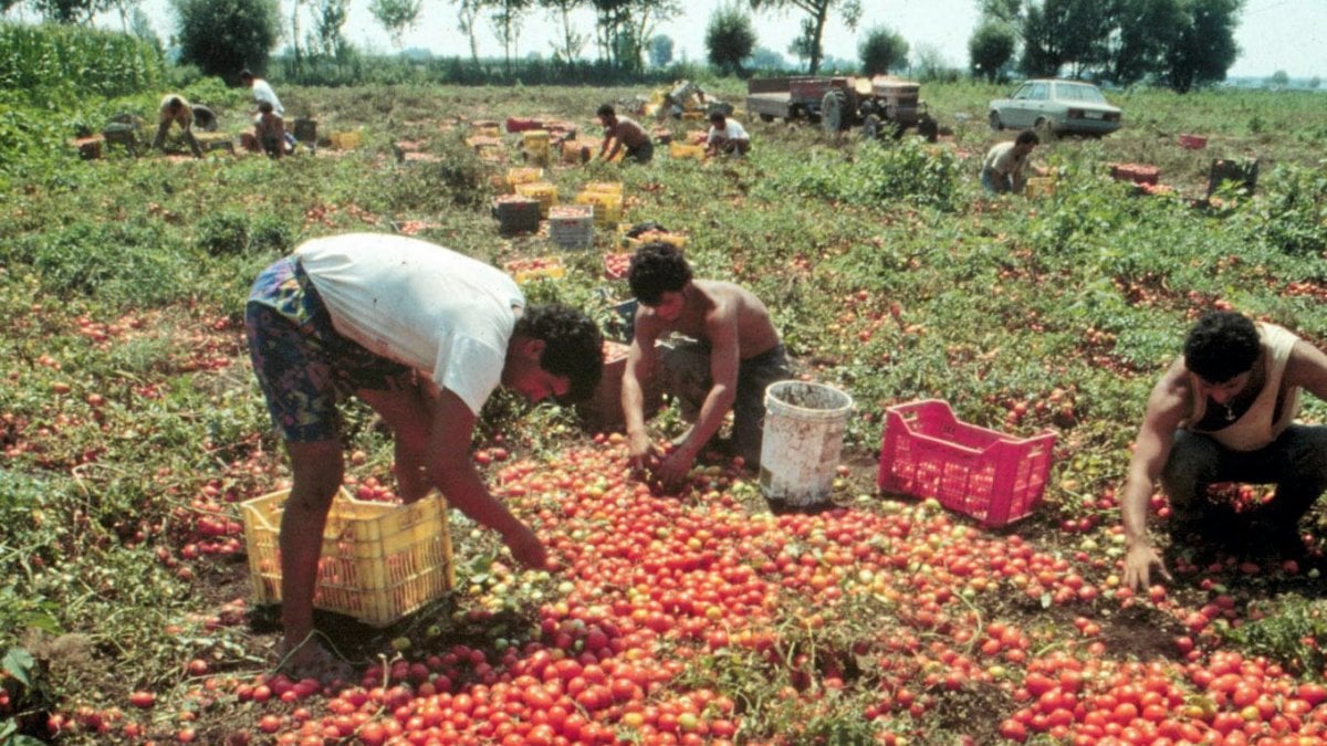 Serge e gli altri schiavi dei campi, in agricoltura 4 su 10 lavorano in nero